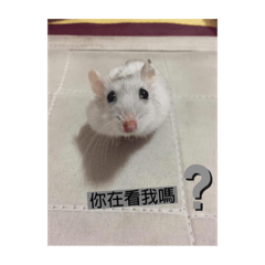 [LINEスタンプ] 寵物生活照