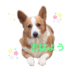 [LINEスタンプ] コーギーのマロン