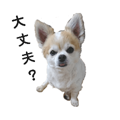[LINEスタンプ] しょう＆ちい（チワワ）③