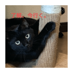 [LINEスタンプ] 黒猫写真