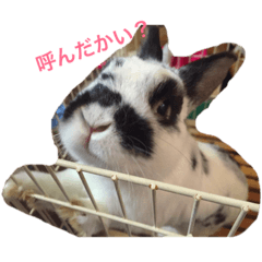 [LINEスタンプ] ぶち丸くん