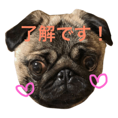 [LINEスタンプ] リアルパグ