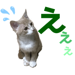 [LINEスタンプ] おっとりちゃしろ猫、きなこぼうの日常