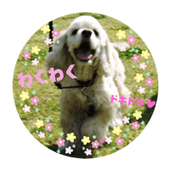 [LINEスタンプ] アメリカンコッカー☆あずきとあんず