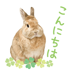 [LINEスタンプ] かわいいうさぎさんのご挨拶スタンプ