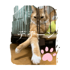 [LINEスタンプ] Xevel猫スタンプ