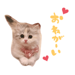 [LINEスタンプ] ぽむ！