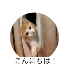 [LINEスタンプ] 猫のひめちゃんスタンプ