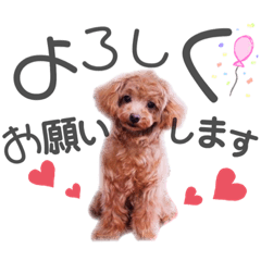 [LINEスタンプ] ティーカッププードルのうーちゃん②