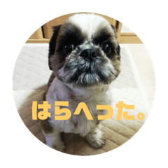 [LINEスタンプ] ちろちゃんすたんぷ