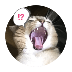 [LINEスタンプ] たびボーイ 3