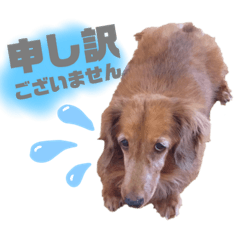 [LINEスタンプ] ちょこちゃんの使えるスタンプ