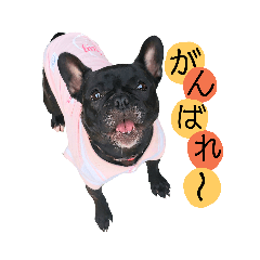 [LINEスタンプ] フレブルと相棒