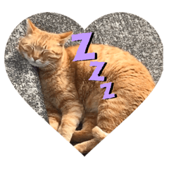 [LINEスタンプ] 愛しの茶トラ