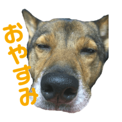 [LINEスタンプ] 雑種犬たわし