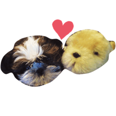 [LINEスタンプ] シーズーちゃん！！！