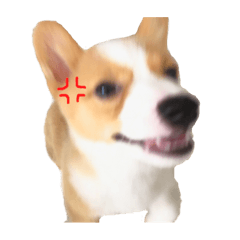 [LINEスタンプ] コーギーのちーくん