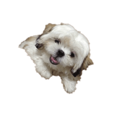 [LINEスタンプ] トミ子！