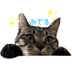 [LINEスタンプ] 猫のいいぶん その1