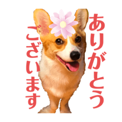 [LINEスタンプ] コーギーににむら 第2弾