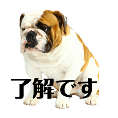 [LINEスタンプ] ブルの日常スタンプ