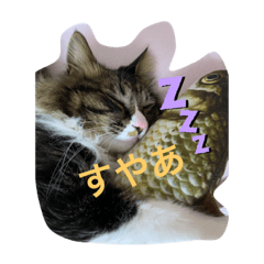 [LINEスタンプ] うちのにゃんこたち 2歳になりました