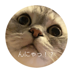 [LINEスタンプ] リオ スタンプ①