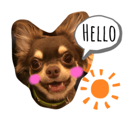 [LINEスタンプ] チワワのきなこスタンプ