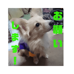 [LINEスタンプ] ポメックスの日常   ②