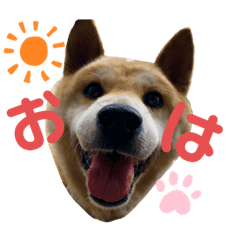 [LINEスタンプ] 柴犬 ごん