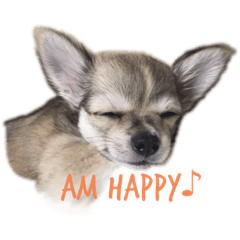 [LINEスタンプ] 子犬茶々丸スタンプ家族版