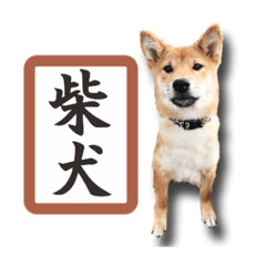 [LINEスタンプ] 柴犬♡はれ＆こは