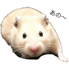 [LINEスタンプ] 我が家のきんすけ2