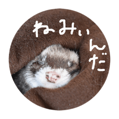 [LINEスタンプ] フェレットのぷっぷちゃん