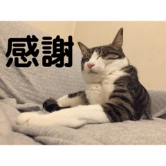 [LINEスタンプ] サバシロのネモ