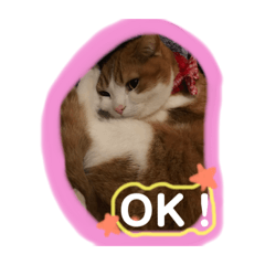 [LINEスタンプ] 猫 / スコティッシュフォールド / まるすけ
