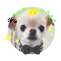 [LINEスタンプ] My  Chihuahua③