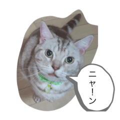 [LINEスタンプ] 猫のリッキー