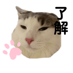 [LINEスタンプ] ネコのムタ(40個)