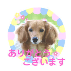 [LINEスタンプ] 可愛いミニチュアダックスの犬スタンプ。