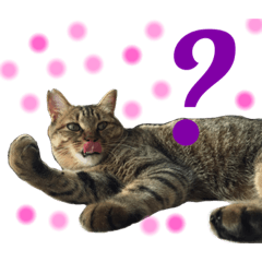 [LINEスタンプ] 猫のチャーちゃんとウサギのプーチン