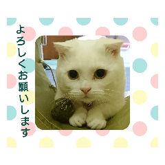 [LINEスタンプ] マンチカンのダンディー
