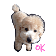 [LINEスタンプ] テディ日記