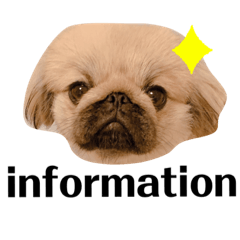 [LINEスタンプ] ポコ、ときどき小次郎のスタンプ4