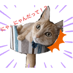 [LINEスタンプ] シナモン。日常