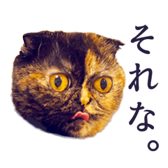 [LINEスタンプ] 「うに」の顔芸な毎日