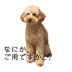 [LINEスタンプ] アイビーの日常