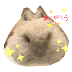 [LINEスタンプ] うさぎのコトンうさぎスタンプ