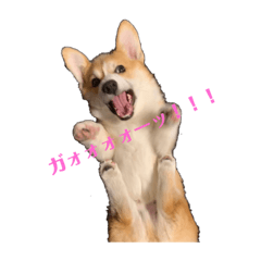 [LINEスタンプ] コーギースタンプ！