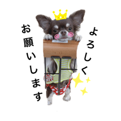 [LINEスタンプ] チワワの咲ちゃん